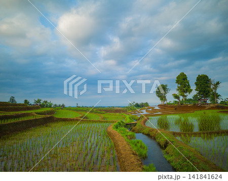 Aerial view of farmers wearing conical hats working in the lush green Tegalalang rice terraces in Tegalalang, Bali, Indonesia. 141841624