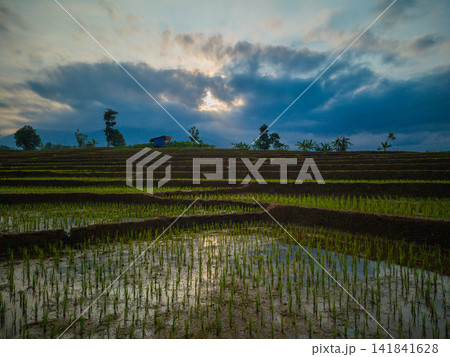 Aerial view of farmers wearing conical hats working in the lush green Tegalalang rice terraces in Tegalalang, Bali, Indonesia. 141841628