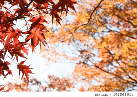 秋の深まりを感じる綺麗な紅葉 秋の深まりを感じる綺麗な紅葉 141841915
