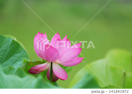 蓮の花1180580 蓮の花1180580 141841972