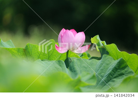 蓮の花1180403 蓮の花1180403 141842034