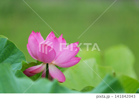 蓮の花1180562 141842043