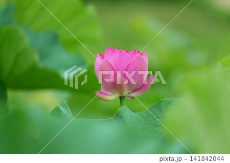 蓮の花1180570 蓮の花1180570 141842044