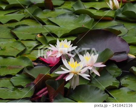 水面に浮かぶ睡蓮の花 水面に浮かぶ睡蓮の花 141842116