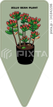 多肉植物 虹の玉 プランツタグ 多肉植物 虹の玉 プランツタグ 141842206