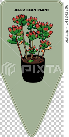 多肉植物 虹の玉 プランツタグ 多肉植物 虹の玉 プランツタグ 141842206