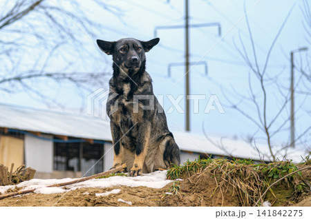 Homeless Stray Dog in Outdoor Animal Shelter Waiting for Adoption Homeless Stray Dog in Outdoor Animal Shelter Waiting for Adoption 141842275