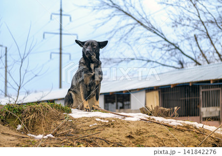 Homeless Stray Dog in Outdoor Animal Shelter Waiting for Adoption Homeless Stray Dog in Outdoor Animal Shelter Waiting for Adoption 141842276