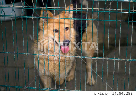 Homeless Dog in Animal Shelter Kennel Waiting for Adoption Homeless Dog in Animal Shelter Kennel Waiting for Adoption 141842282