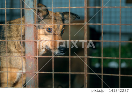 Homeless Dog in Animal Shelter Kennel Waiting for Adoption 141842287