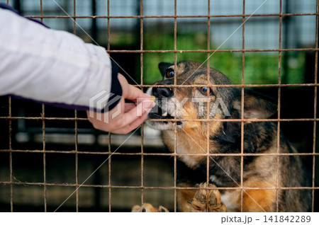 Female Volunteer Hand Feeding Homeless Dogs at Animal Shelter Female Volunteer Hand Feeding Homeless Dogs at Animal Shelter 141842289
