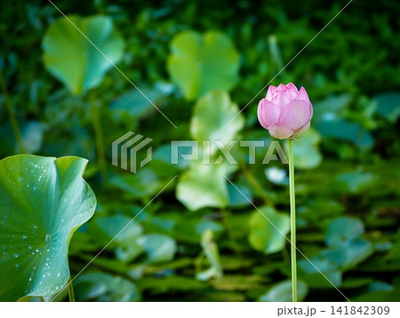 蓮の花 141842309