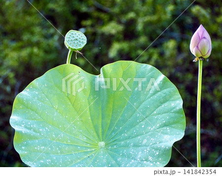 蓮の花 蓮の花 141842354
