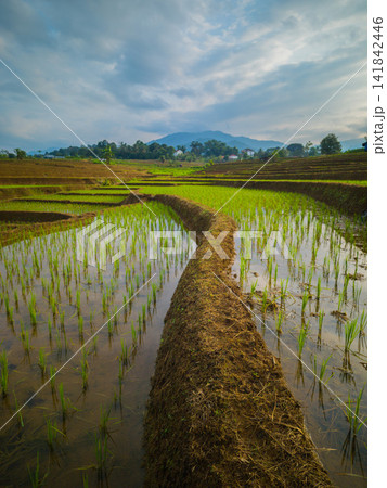 Aerial view of farmers wearing conical hats working in the lush green Tegalalang rice terraces in Tegalalang, Bali, Indonesia. Aerial view of farmers wearing conical hats working in the lush green Tegalalang rice terraces in Tegalalang, Bali, Indonesia. 141842446