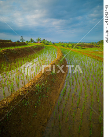 Aerial view of farmers wearing conical hats working in the lush green Tegalalang rice terraces in Tegalalang, Bali, Indonesia. Aerial view of farmers wearing conical hats working in the lush green Tegalalang rice terraces in Tegalalang, Bali, Indonesia. 141842448