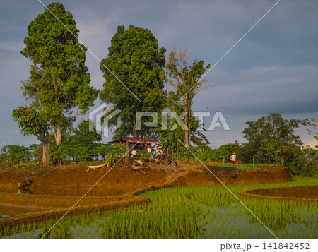 Aerial view of farmers wearing conical hats working in the lush green Tegalalang rice terraces in Tegalalang, Bali, Indonesia. Aerial view of farmers wearing conical hats working in the lush green Tegalalang rice terraces in Tegalalang, Bali, Indonesia. 141842452