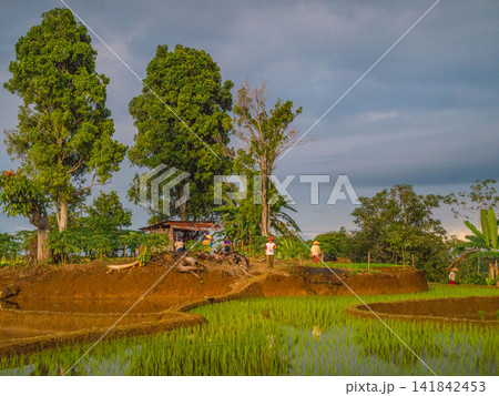 Aerial view of farmers wearing conical hats working in the lush green Tegalalang rice terraces in Tegalalang, Bali, Indonesia. 141842453