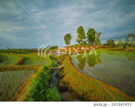 Aerial view of farmers wearing conical hats working in the lush green Tegalalang rice terraces in Tegalalang, Bali, Indonesia. 141842455