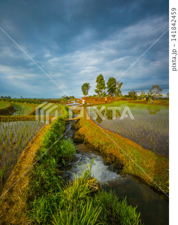 Aerial view of farmers wearing conical hats working in the lush green Tegalalang rice terraces in Tegalalang, Bali, Indonesia. 141842459