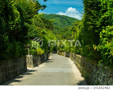 緑の並木道と山並みの風景 緑の並木道と山並みの風景 141842462