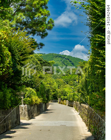 緑の路地と青空の風景 緑の路地と青空の風景 141842464