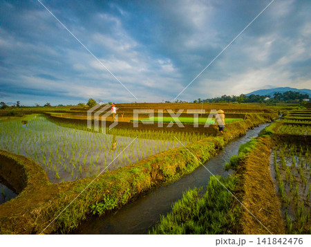 Aerial view of farmers wearing conical hats working in the lush green Tegalalang rice terraces in Tegalalang, Bali, Indonesia. Aerial view of farmers wearing conical hats working in the lush green Tegalalang rice terraces in Tegalalang, Bali, Indonesia. 141842476
