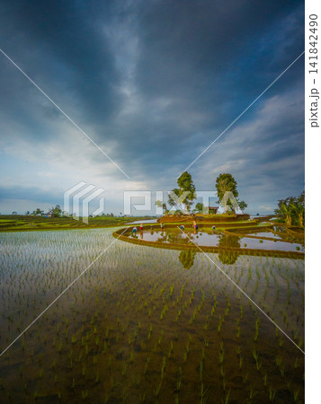Aerial view of farmers wearing conical hats working in the lush green Tegalalang rice terraces in Tegalalang, Bali, Indonesia. 141842490