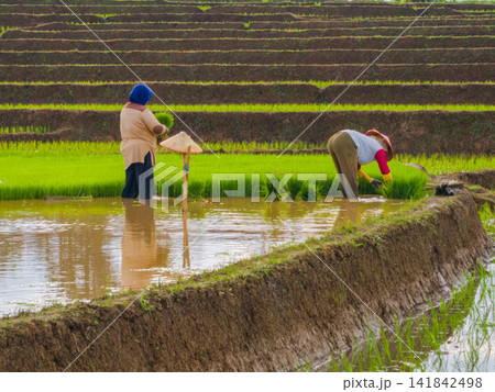 Aerial view of farmers wearing conical hats working in the lush green Tegalalang rice terraces in Tegalalang, Bali, Indonesia. Aerial view of farmers wearing conical hats working in the lush green Tegalalang rice terraces in Tegalalang, Bali, Indonesia. 141842498
