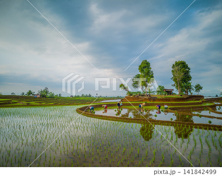 Aerial view of farmers wearing conical hats working in the lush green Tegalalang rice terraces in Tegalalang, Bali, Indonesia. Aerial view of farmers wearing conical hats working in the lush green Tegalalang rice terraces in Tegalalang, Bali, Indonesia. 141842499