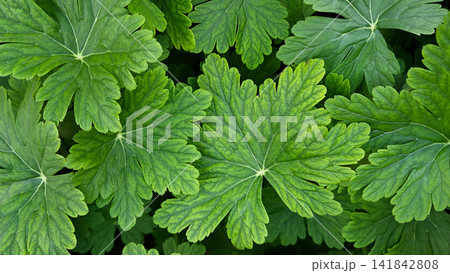 Lush Green Geranium Leaves Natural Background Lush Green Geranium Leaves Natural Background 141842808