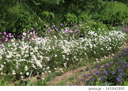 春の公園に咲くピンク色のムギセンノウと白いフランスギクと紫色のオオツルボの花 春の公園に咲くピンク色のムギセンノウと白いフランスギクと紫色のオオツルボの花 141842895