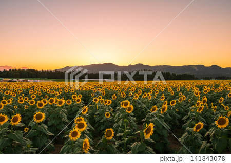 夕暮れのひまわり畑(津南ひまわり広場) 夕暮れのひまわり畑(津南ひまわり広場) 141843078
