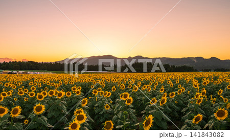 夕暮れのひまわり畑(津南ひまわり広場) 夕暮れのひまわり畑(津南ひまわり広場) 141843082