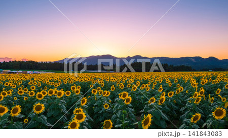 夕暮れのひまわり畑（津南ひまわり広場） 141843083