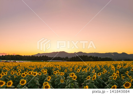 夕暮れのひまわり畑(津南ひまわり広場) 夕暮れのひまわり畑(津南ひまわり広場) 141843084