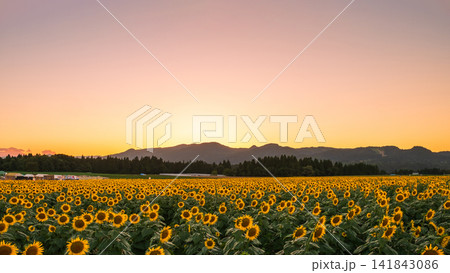 夕暮れのひまわり畑(津南ひまわり広場) 夕暮れのひまわり畑(津南ひまわり広場) 141843086