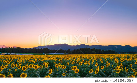 夕暮れのひまわり畑(津南ひまわり広場) 夕暮れのひまわり畑(津南ひまわり広場) 141843087