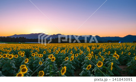 夕暮れのひまわり畑(津南ひまわり広場) 夕暮れのひまわり畑(津南ひまわり広場) 141843091