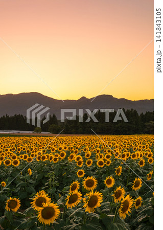 夕暮れのひまわり畑(津南ひまわり広場) 夕暮れのひまわり畑(津南ひまわり広場) 141843105
