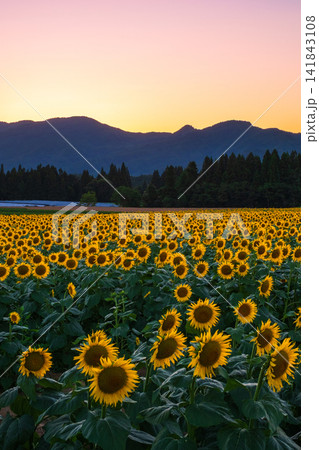 夕暮れのひまわり畑(津南ひまわり広場) 夕暮れのひまわり畑(津南ひまわり広場) 141843108