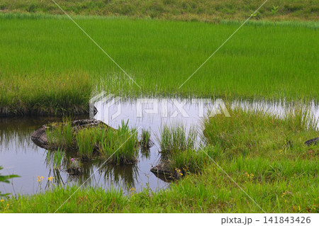 湿原に生える草 湿原に生える草 141843426