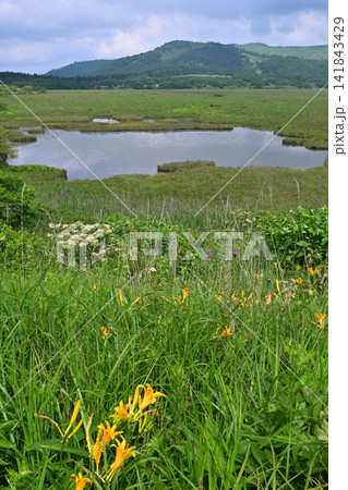 湿原に咲くニッコウキスゲ 湿原に咲くニッコウキスゲ 141843429