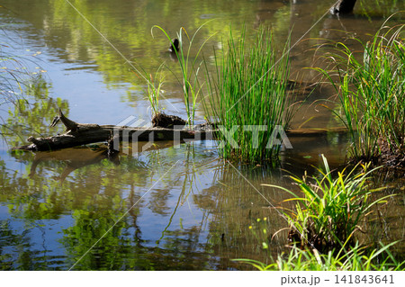 池 水辺 湿地 水草 流木 リフレクション 自然 風景 緑 湖沼 ビオトープ 141843641