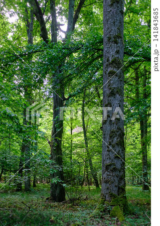 Bialowieza forest primeval wood unesco heritage 141843685