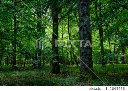 Bialowieza forest primeval woodland preserving wilderness environment Bialowieza forest primeval woodland preserving wilderness environment 141843686