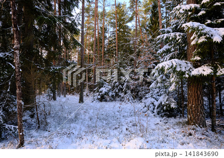 Bialowieza forest winter landscape with snow covering trees Bialowieza forest winter landscape with snow covering trees 141843690
