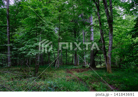 Bialowieza forest primeval forest green trees lush foliage 141843691