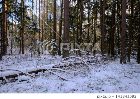 Bialowieza forest winter landscape with snow covered pine trees 141843692