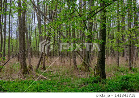 Bialowieza forest primeval woods spring green foliage 141843719