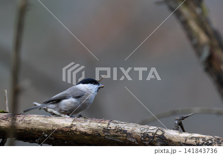 Marsh tit bird perching on branch holding seed Marsh tit bird perching on branch holding seed 141843736